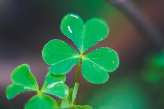 Single three leaf clovers grass growing wild on the street | Patrick's day | Symbol of luck