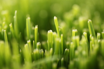 Fototapeta na wymiar green grass with water drops