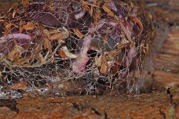 Cerura vinula (LINNAEUS, 1758) Großer Gabelschwanz, Raupe vor Verpuppung DE, NRW , Leverkusen 19.06.2014