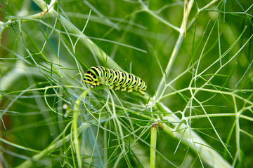 Bauerngarten