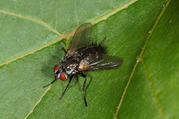 Huebneria affinis Raupenfliege, Parasit in Arctia caja DE, NRW , Leverkusen 22.06.2014
