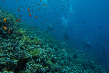 Plakat Coral reefs and water plants in the Red Sea, Eilat Israel