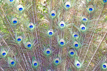 Fototapeta premium Peacock Feathers