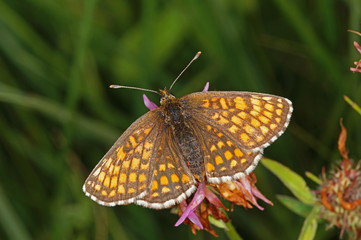 Melitaea athalia (ROTTEMBURG, 1775) Gemeiner Scheckenfalter, Wachtelweizen-Scheckenfalter DE, BY, Füssen, Galgenbichl 13.07.2014