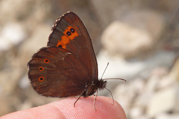 Erebia ligea (LINNAEUS, 1758) Weißbindiger Mohrenfalter auf Finger DE, BY, Halblechtal 17.07.2014