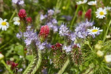 Bauerngarten