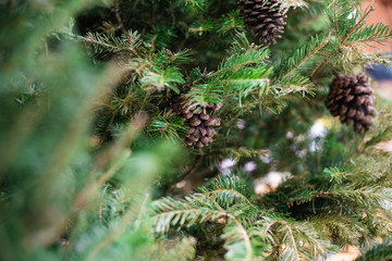 Close up of christmas tree with pine fruit blurred background