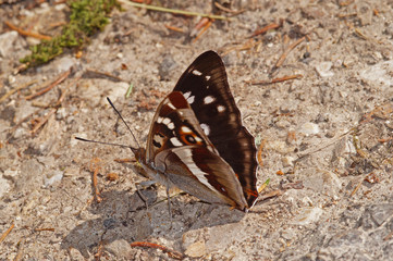 Apatura iris (LINNAEUS, 1758) Großer Schillerfalter DE, BY, Halblechtal 17.07.2014