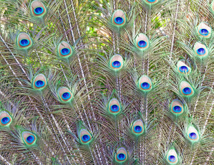 Fototapeta premium Peacock Feathers