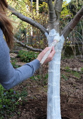 Le chaulage des arbres