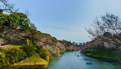 Fototapeta premium [東京都] 千鳥ヶ淵のサクラ (No.8042)