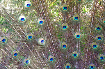 Obraz premium Peacock Feathers