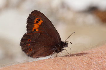 Fototapeta premium Erebia ligea (LINNAEUS, 1758) Weißbindiger Mohrenfalter DE, BY, Halblechtal 17.07.2014