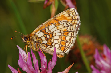 Melitaea athalia (ROTTEMBURG, 1775) Gemeiner Scheckenfalter, Wachtelweizen-Scheckenfalter DE, BY, Füssen, Galgenbichl 13.07.2014