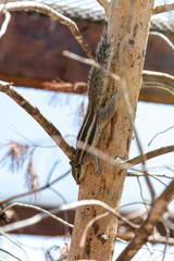 A small chipmunk with stripes on the head, back and tail. On a tree trunk.	