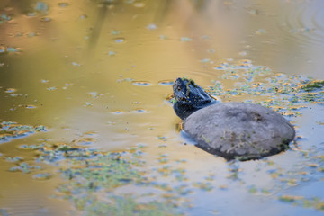 European pond turtle or Emys orbicularis in water