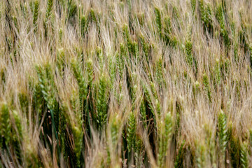 Obraz premium Wheatfield with a great harvest. Panorama of a wheat field on a summer day.