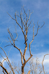 Forest and trees. Autumn or winter concept nature walks
