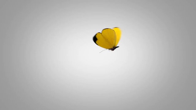 Eurema Brenda Yellow Butterfly Flying on a Blue Screen. Two Beautiful 3d Animations. 2nd the butterfly flies not so close to the camera 4K Ultra HD 3840x2160. Look For More Options In My Portfolio