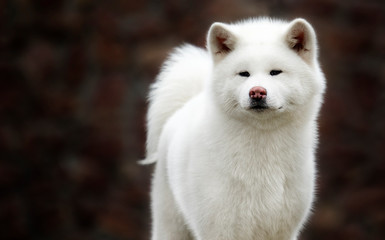 Obraz premium akita inu dog portrait