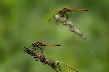 トンボの羽休め
