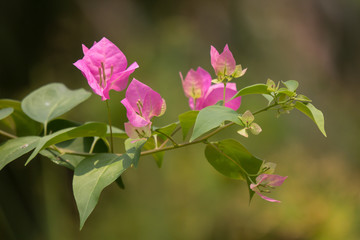 Pink  Bougainvillea flower