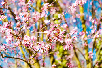 Beautiful cherry blossom sakura