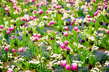Beautiful colorful tulips in spring park