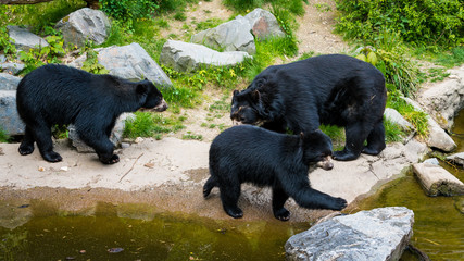 Bears family.  Wild Black Bear