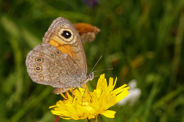 Lasiommata maera (LINNAEUS, 1758) Braunauge DE, BY, Füssen 06.07.2014