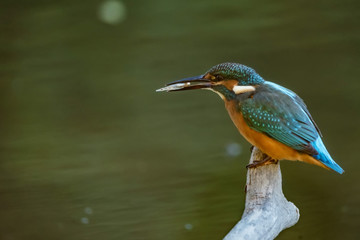 Kingfisher or Alcedo atthis with insect in beak perches on branch