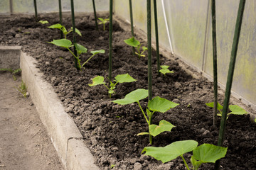 cultivation of cucumbers in greenhouse
