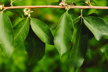 Fresh green leaves background. Close up of green leaves hanging on the branches with blurry background. Fresh nature concept for copy space and designer.