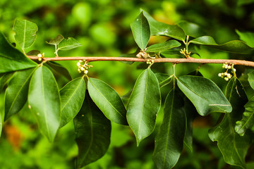 Fresh green leaves background. Close up of green leaves hanging on the branches with blurry background. Fresh nature concept for copy space and designer.