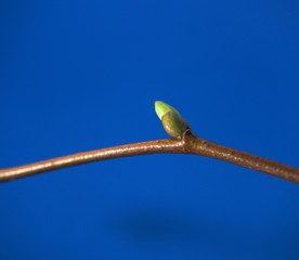 Blossoming leaves of a tree. It's spring. Photo on a blue background.