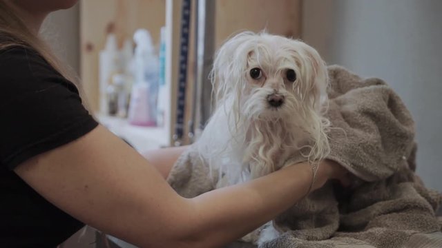 White maltese dog taking a bath. Wet puppy after shower.