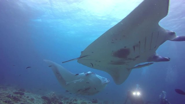 Manta Rays swimming on a cleaning station with scuba divers in the background coming very close to the videographer. Includes four different video sequences!