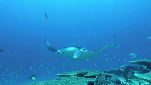 Manta Ray swimming on a cleaning station to get rid of parasites by cleaning wrasses coming extremely close to the photographer. Includes five different video sequences!