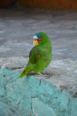 Perroquet Vert El Remate Guatemala - Green Parrot El Remate Guatemala