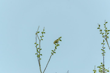 Vogel landet im Frühling auf Ast minimalistisches Bild