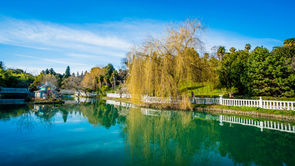 beautiful pond with birds in Sochi. Russia