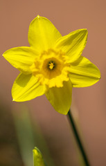Daffodils. Flowers. Yellow. Garden. Spring. Plant