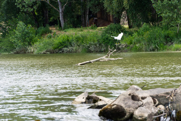 beautiful white heron on the Arno near Florence