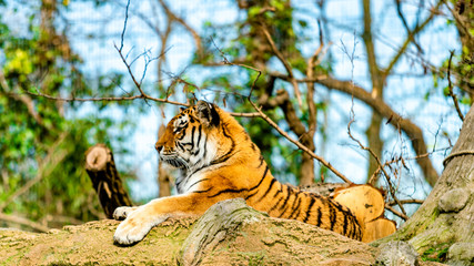 Tiger in the nature