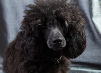 dog portrait of a poodle, black, curly and shaggy