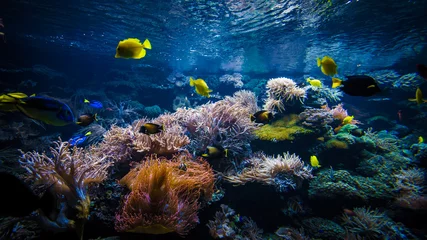 Zelfklevend Fotobehang onderwater koraalriflandschap met kleurrijke vissen © EwaStudio