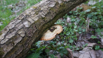 Spaziergang Entlang Donau alter Wald umwelt verschmutzung