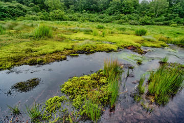 シラタマノキ湿原　泥炭地