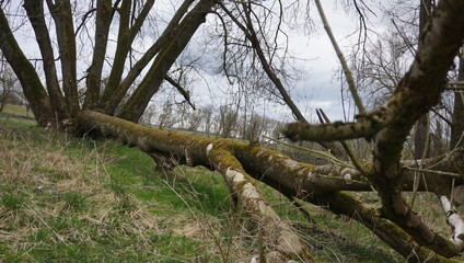 Spaziergang Entlang Donau alter Wald umwelt verschmutzung