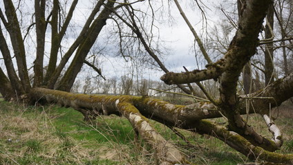 Spaziergang Entlang Donau alter Wald umwelt verschmutzung